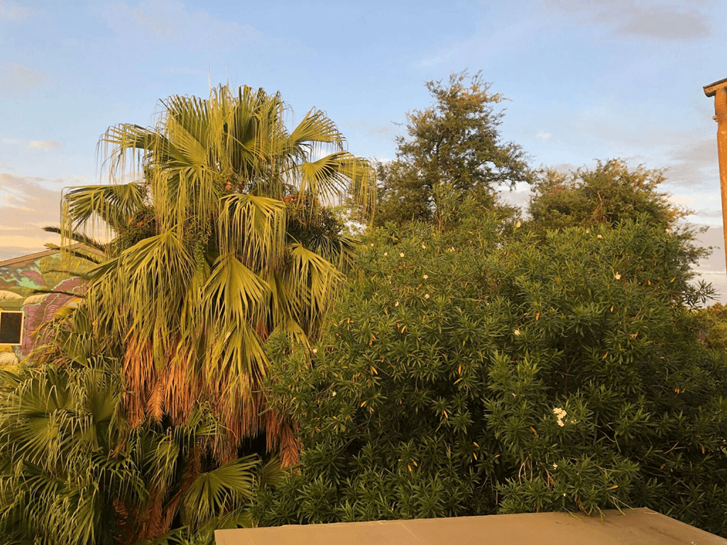 Lush green trees and palm fronds against a bright sky.